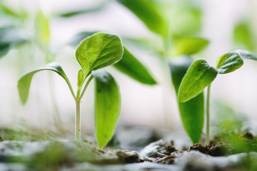 Calderdale College launches free green and sustainability short courses for World Environment Day