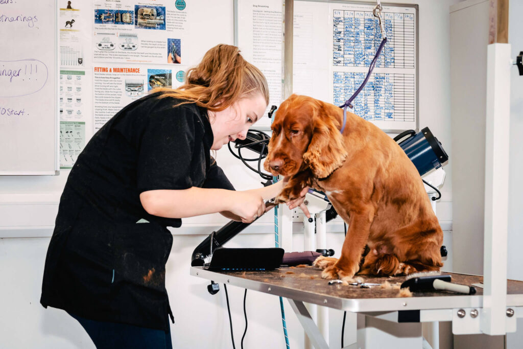 Behind the fur – why Dog Grooming is a fulfilling career