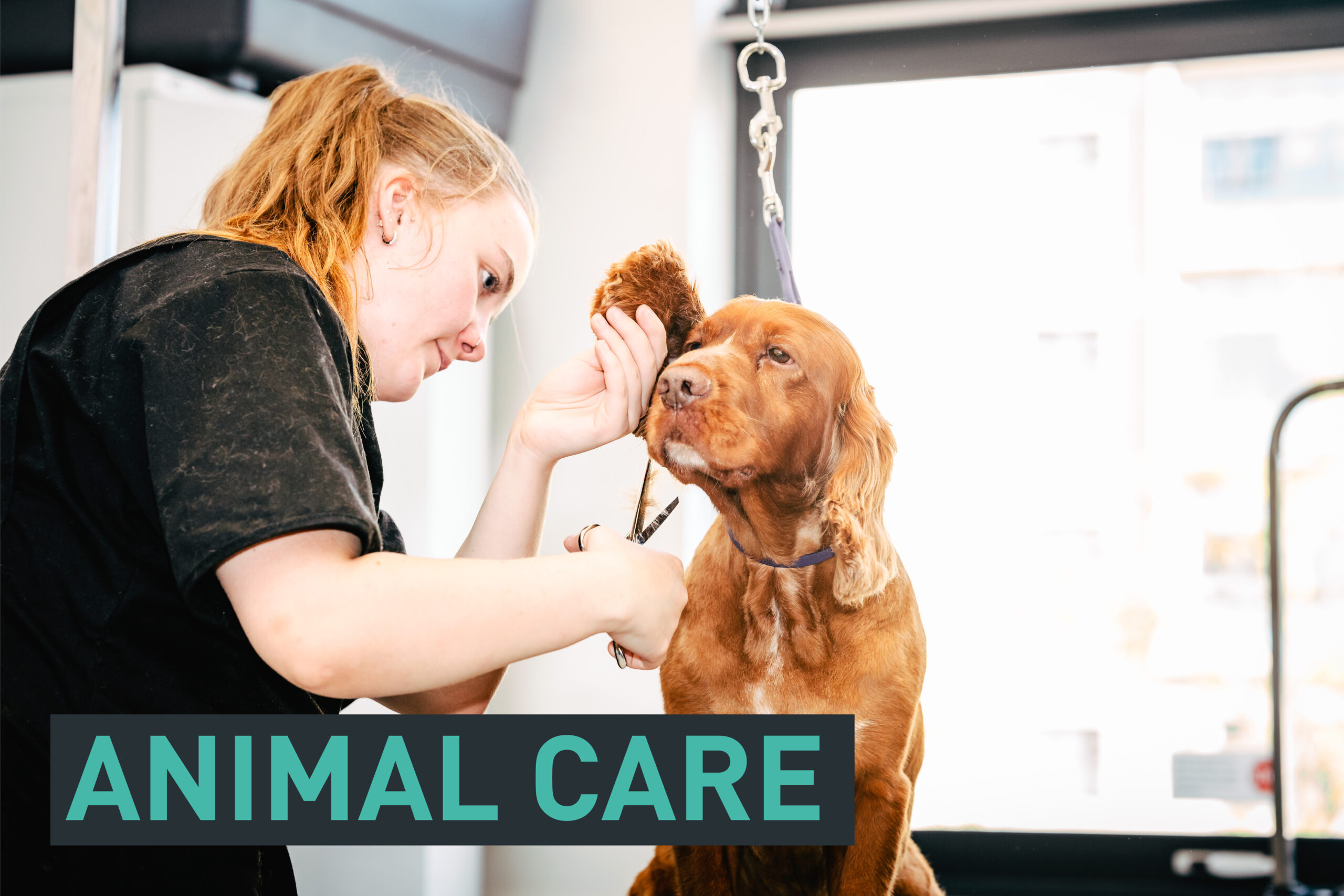 Why animal care is a great career to enter
