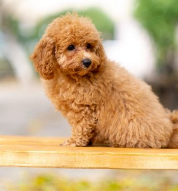 toy-poodle-review toy-poodle-review